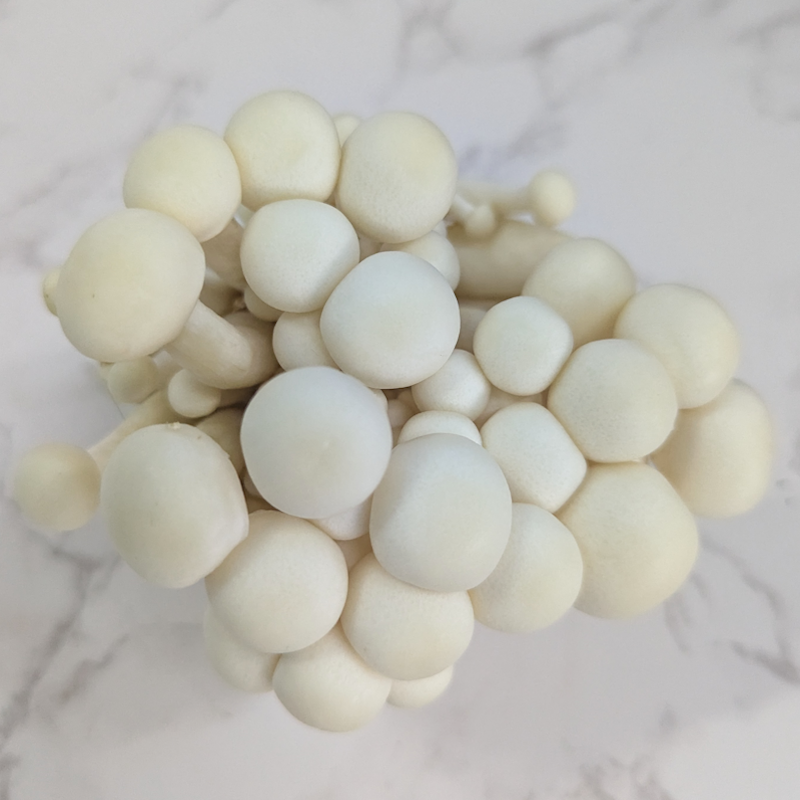 Shimeiji (White)