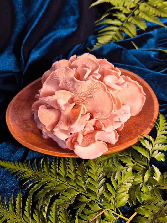 Why Mushrooms Are One of the Best Foods for Immune Support and Gut Health