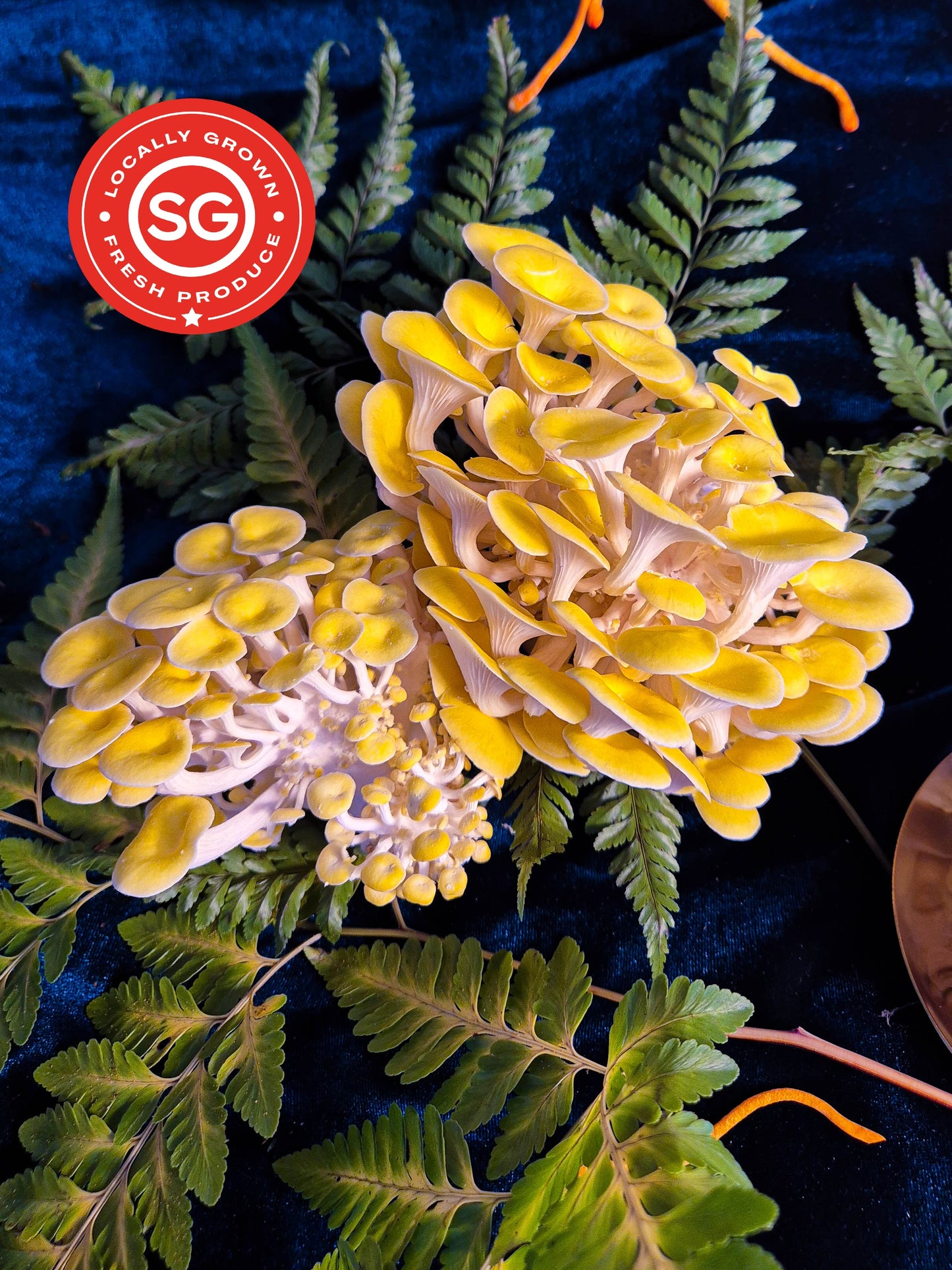 Golden Oyster Mushroom