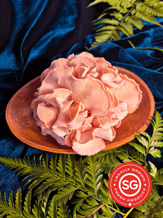 Pink Oyster Mushroom