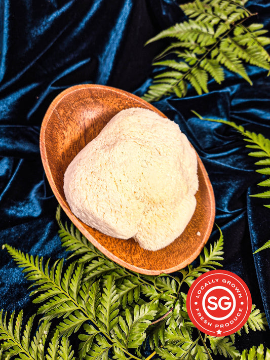 Lion's Mane Mushroom