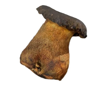Boletus (Black)