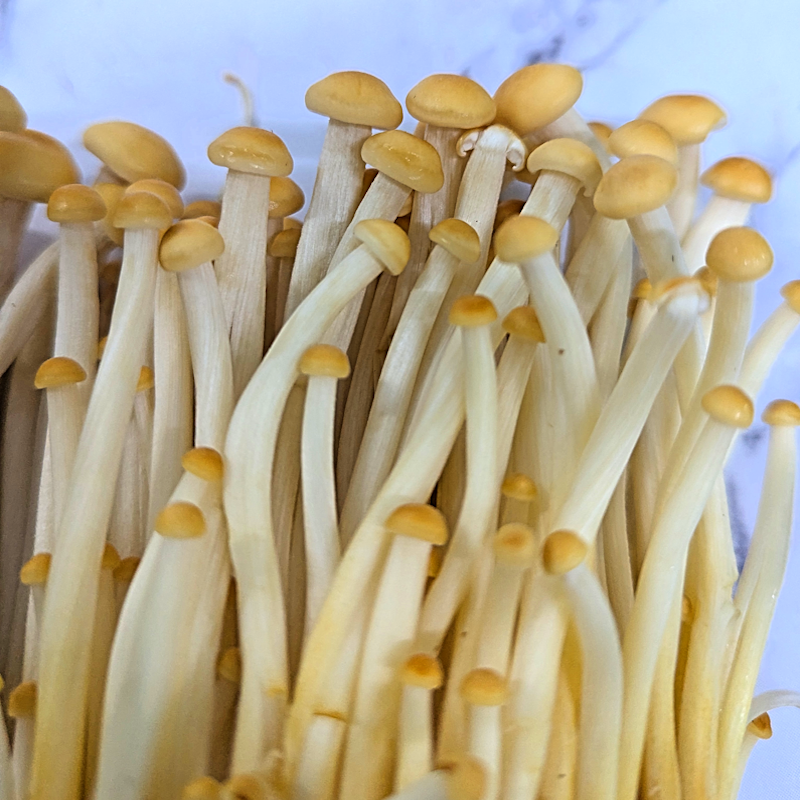 Enoki (Golden)