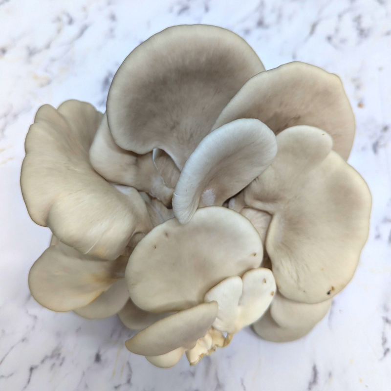 King Blue Oyster Mushrooms