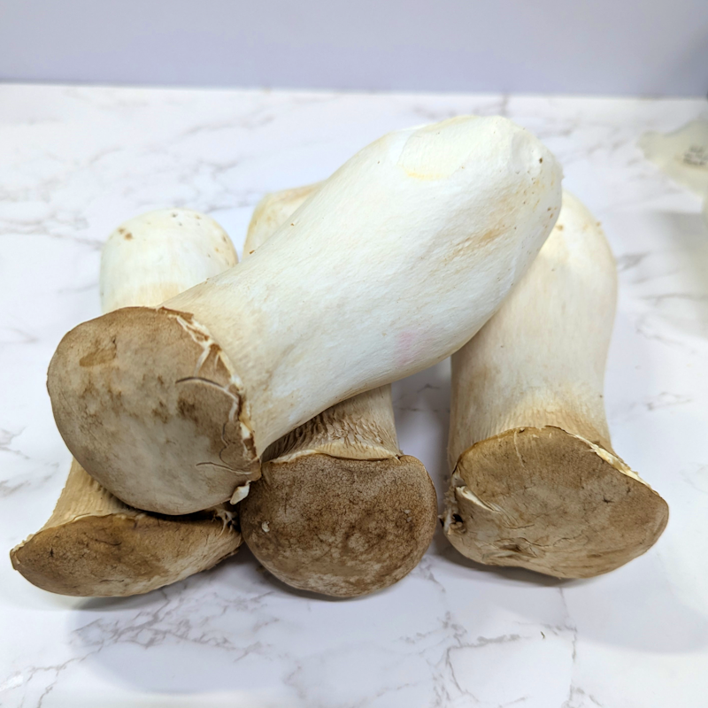 King Oyster (Extra Large)