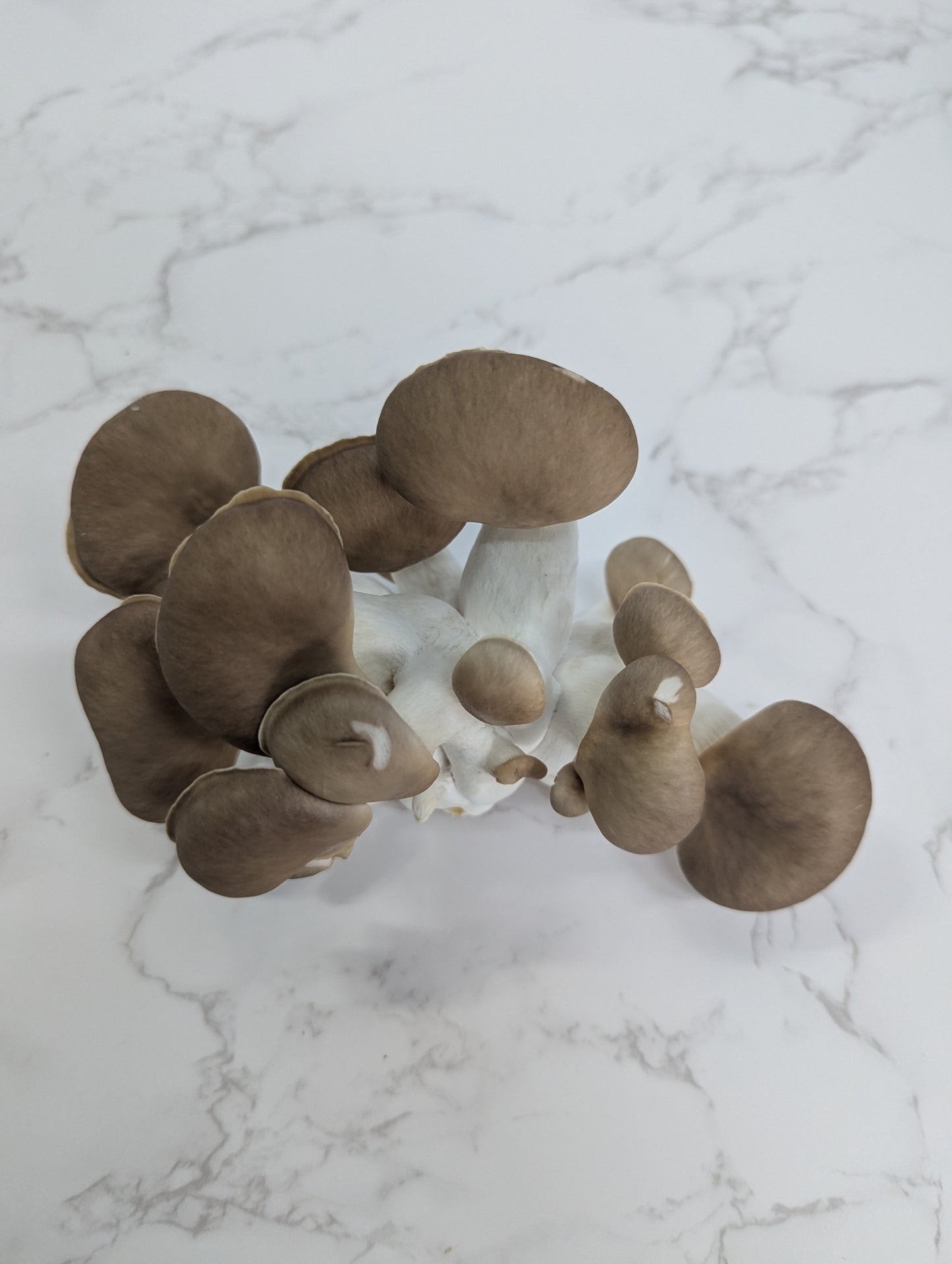 Golden Spring Oyster Mushrooms aka Pocket Rockets