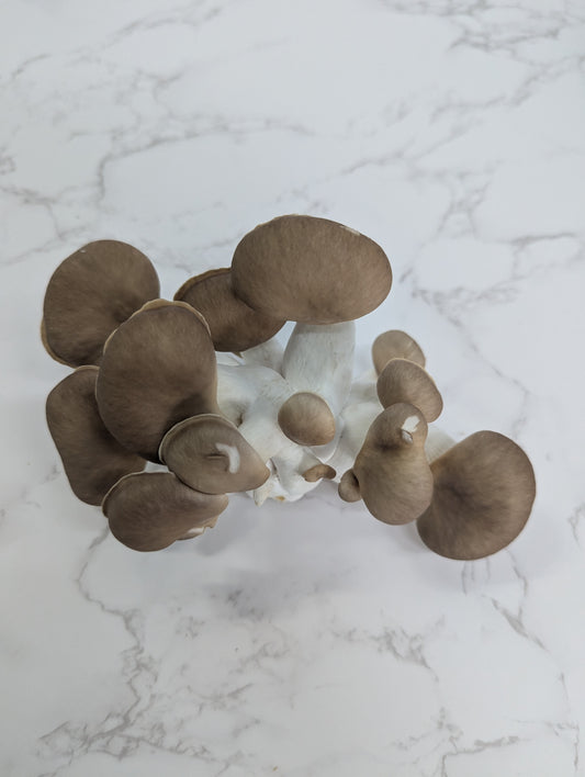 Golden Spring Oyster Mushrooms aka Pocket Rockets