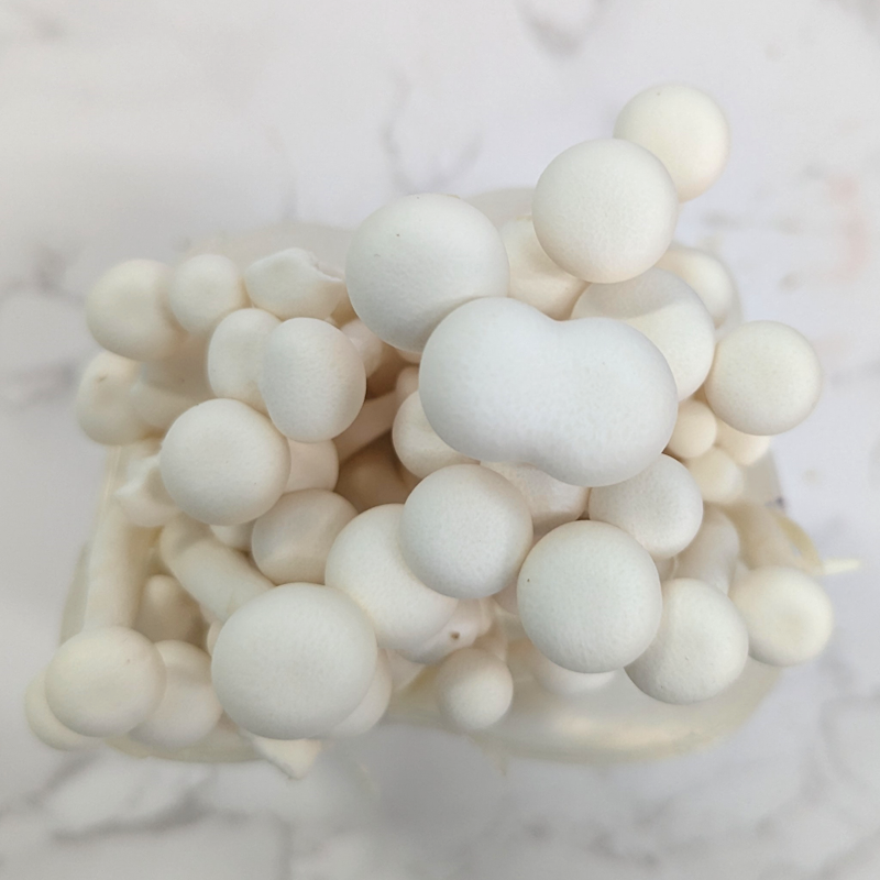 Seafood / Winter Mushroom