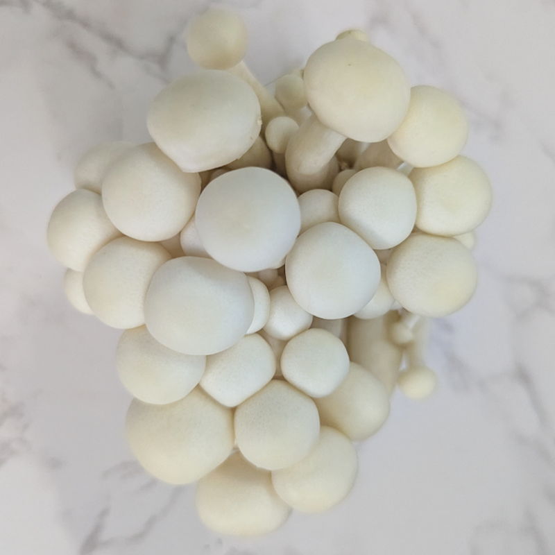 Shimeiji (White)